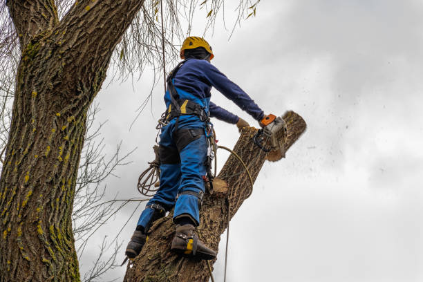 How Our Tree Care Process Works  in  Novato, CA